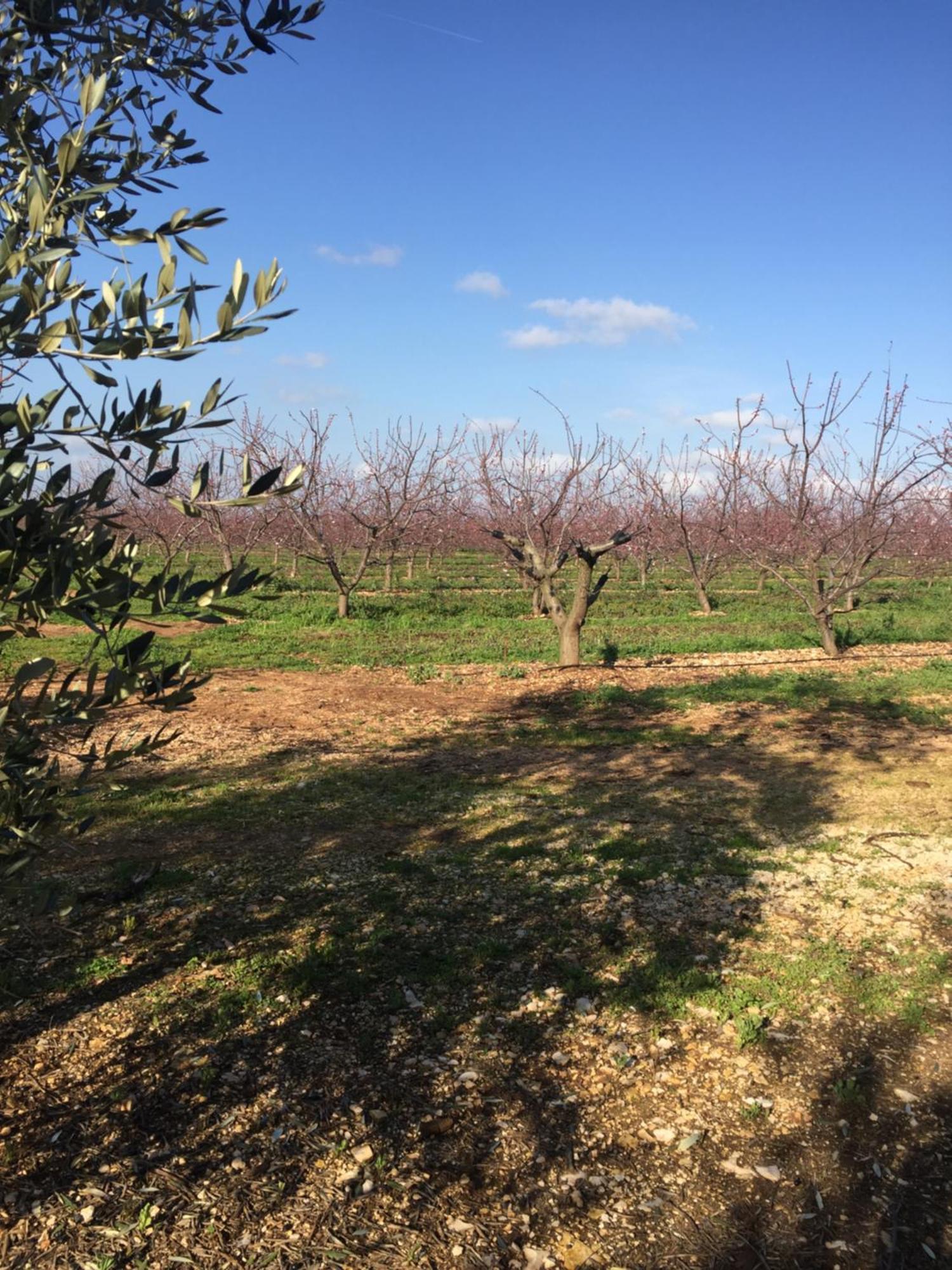 Masseria Gravelle Turi Exterior photo